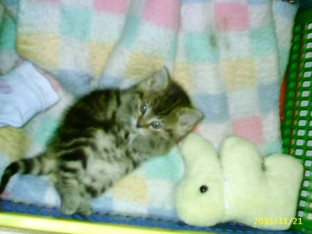 Mon chat
